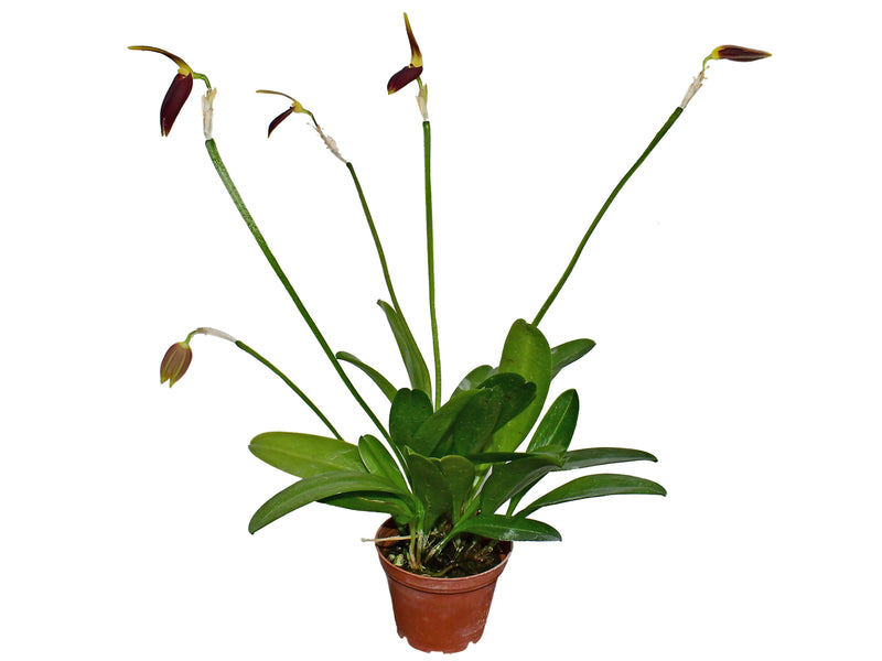 Masdevallia melanoxantha