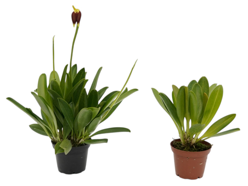big flower forest seed Masdevallia melanoxantha | Cool-Growing Cloud Forest Species