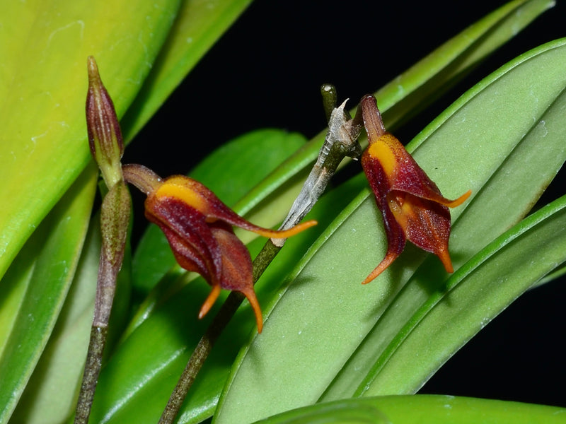Masdevallia menatoi