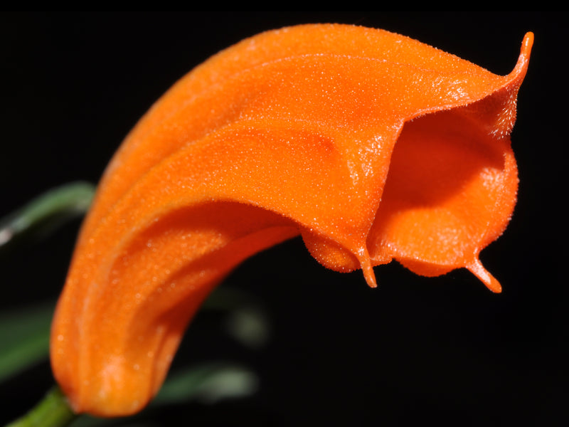 Masdevallia mendozae red