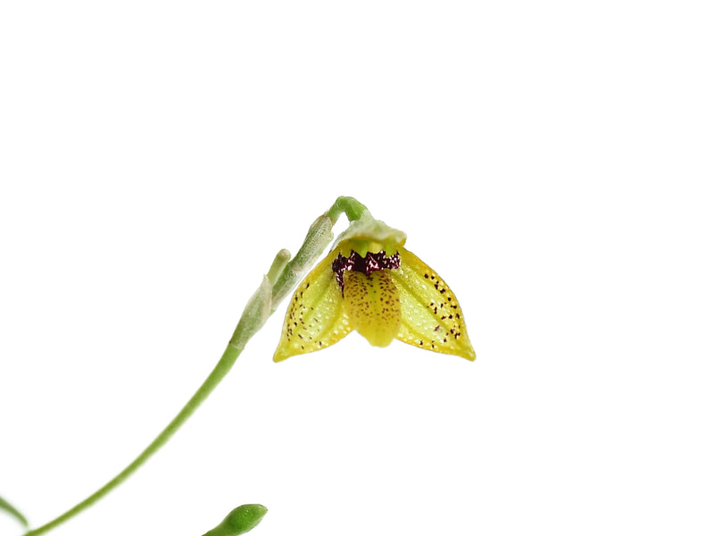 Masdevallia mentosa