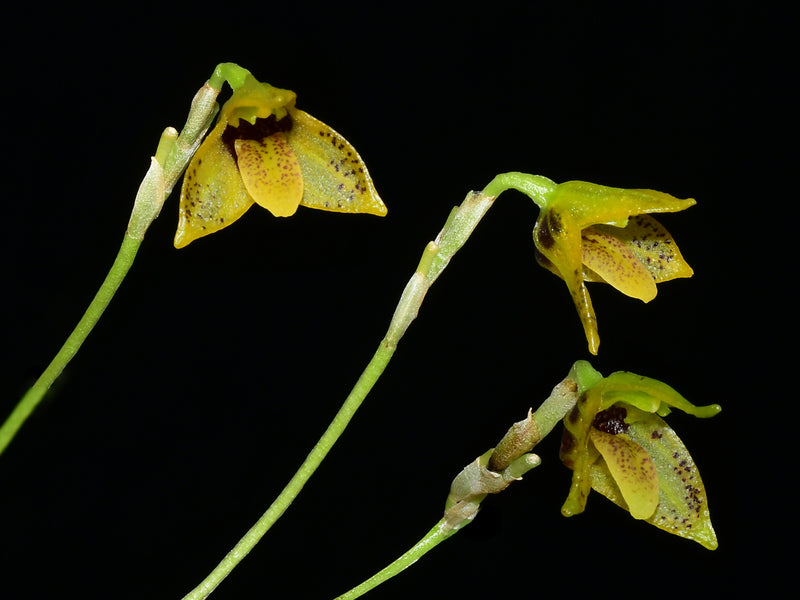 Masdevallia mentosa