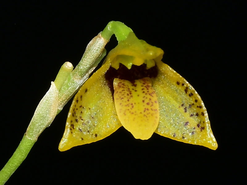 Masdevallia mentosa