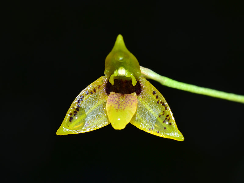 Masdevallia mentosa