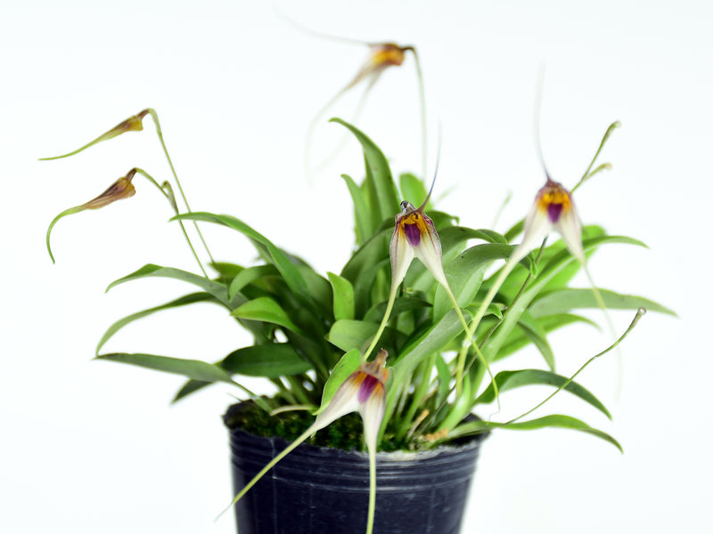 Masdevallia merinoi