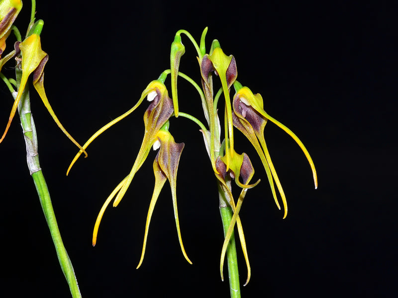 Masdevallia mezae