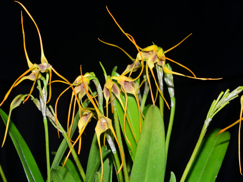 Masdevallia mezae