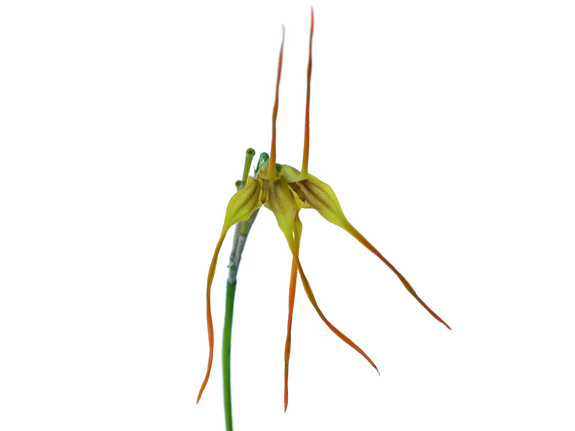 Masdevallia mezae