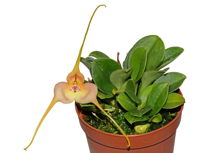 Masdevallia microptera