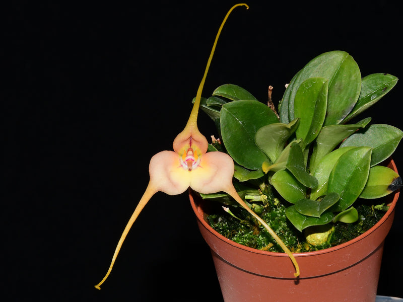 Masdevallia microptera