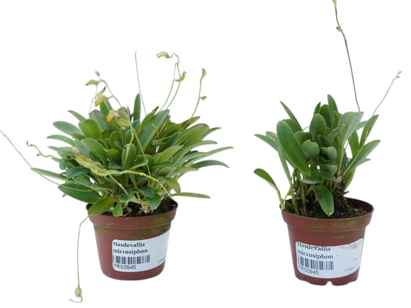 Masdevallia microsiphon (Big)