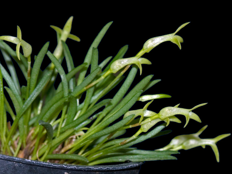 Masdevallia minuta