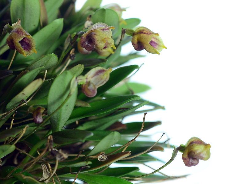 Masdevallia molossoides