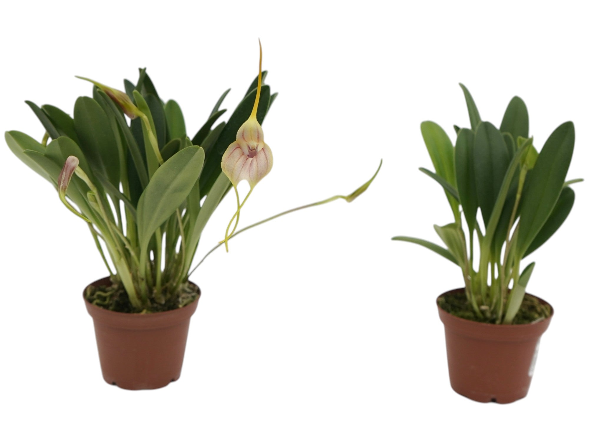 Masdevallia monicana (Big)