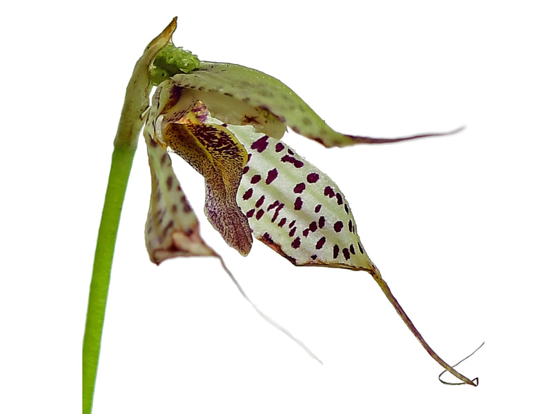 Masdevallia mutica