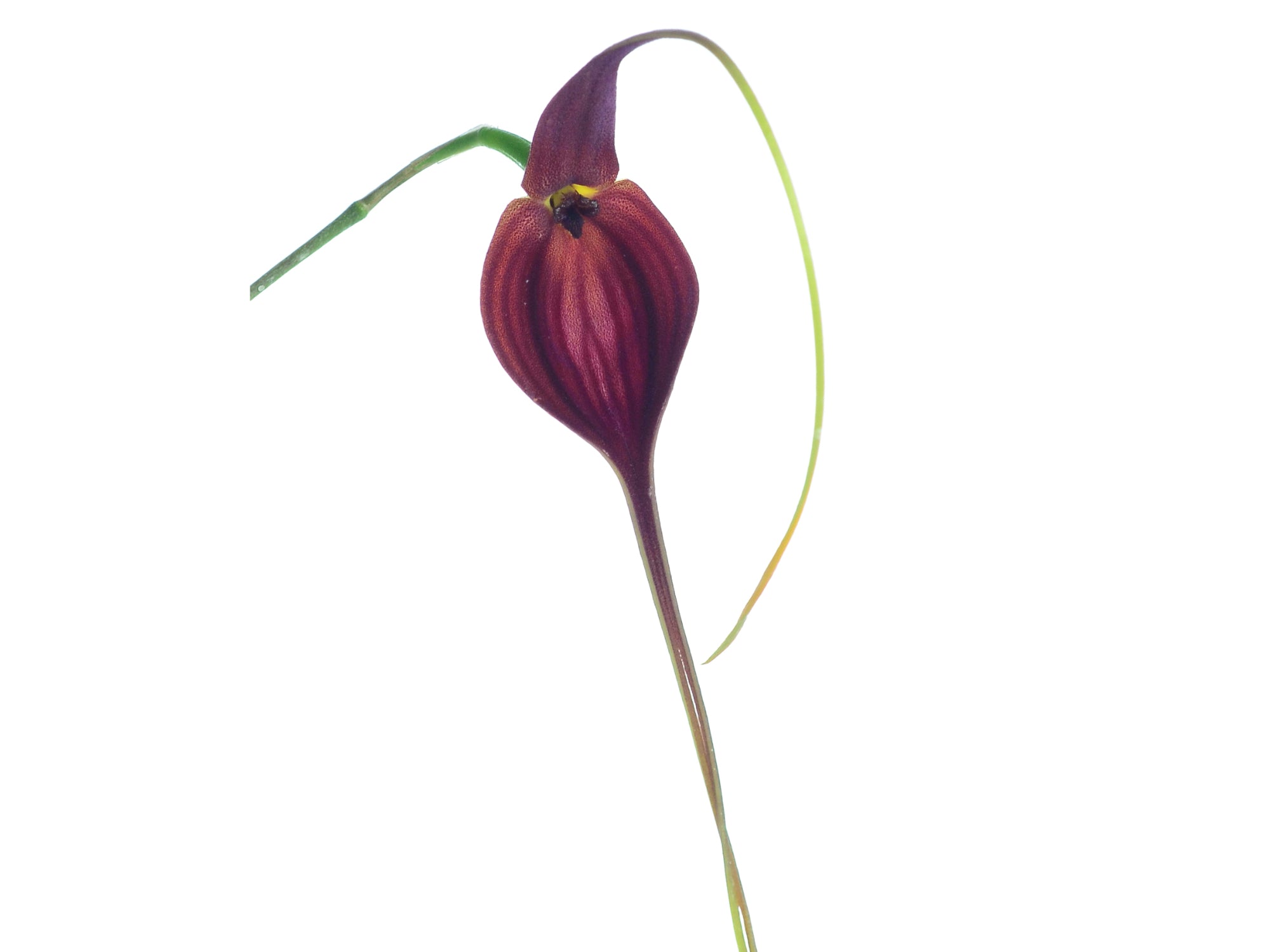 Masdevallia newmaniana