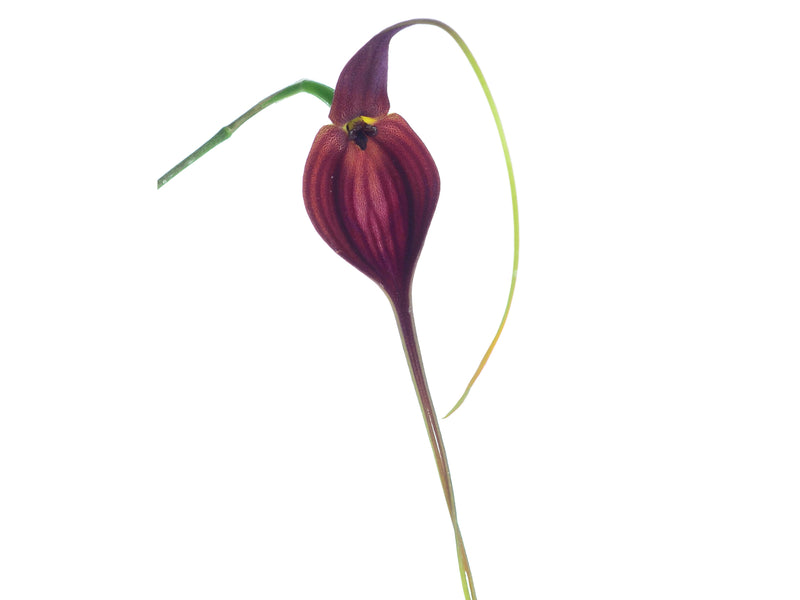 Masdevallia newmaniana