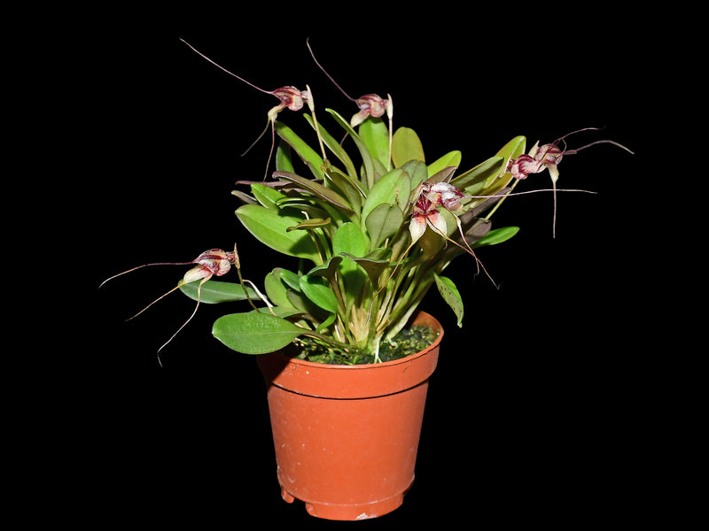 Masdevallia nidifica