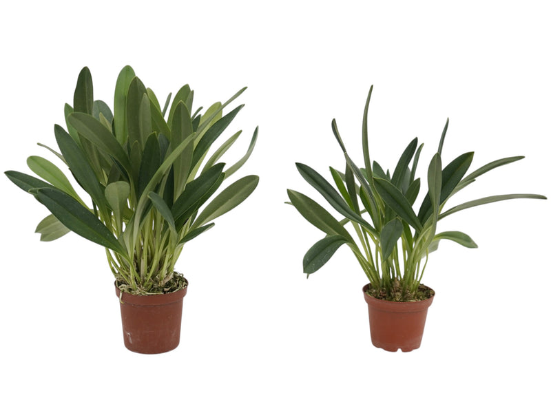 Masdevallia niesseniae (Big)