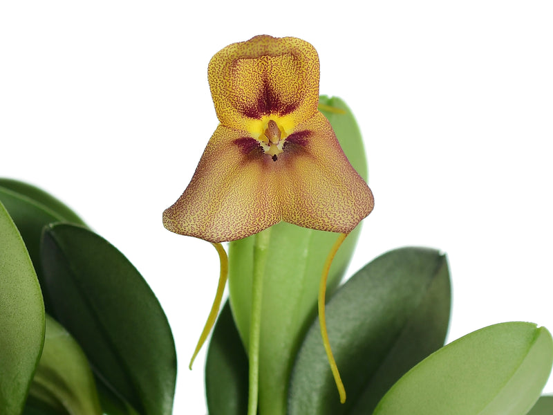 Masdevallia nikoleana