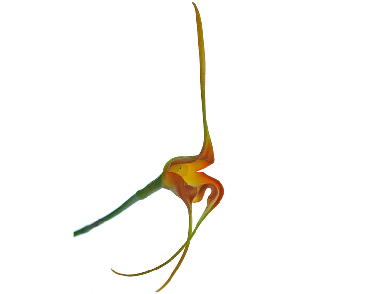 Masdevallia norops