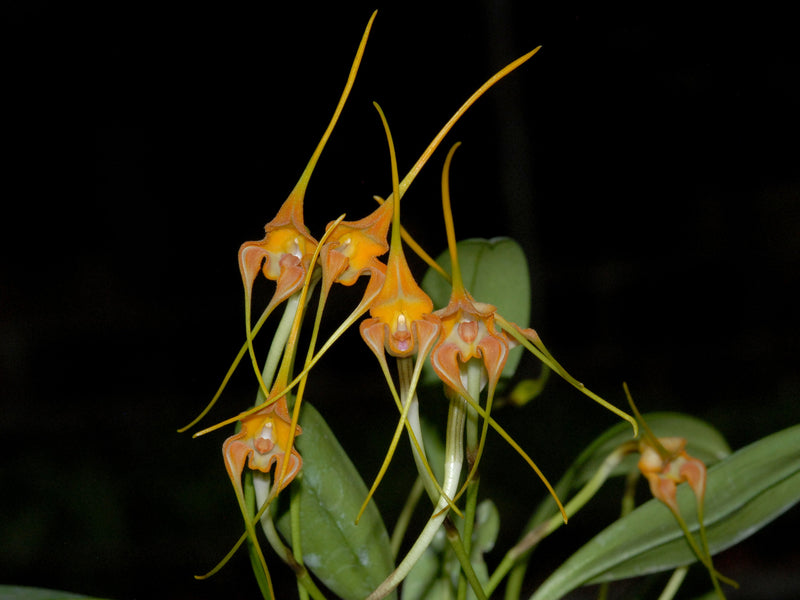 Masdevallia norops