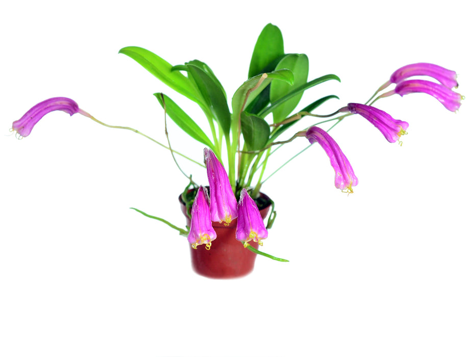 Masdevallia notosibirica