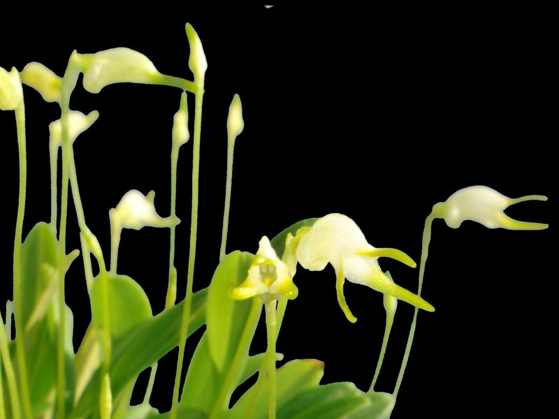 Masdevallia ophioglossa