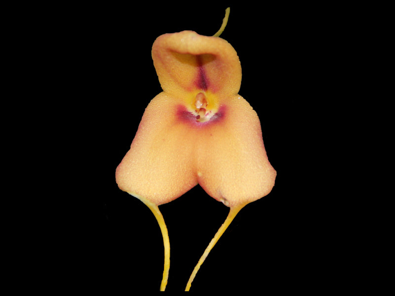Masdevallia ortalis