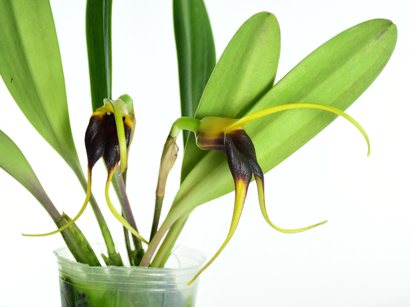 Masdevallia pachysepala