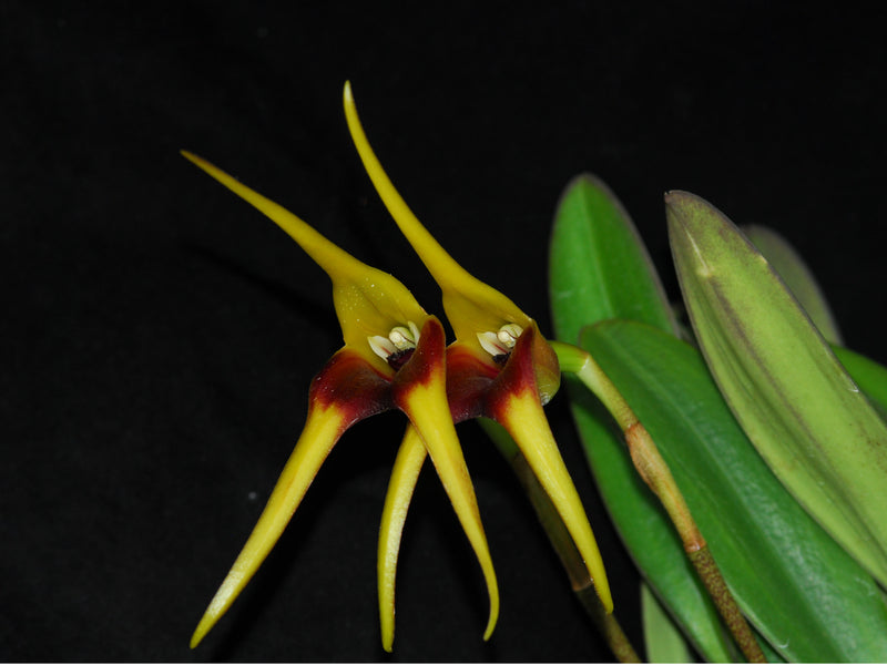 Masdevallia pachysepala
