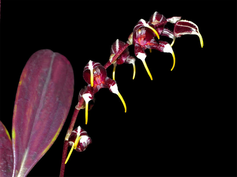 Masdevallia pachyura 'Black Panther'