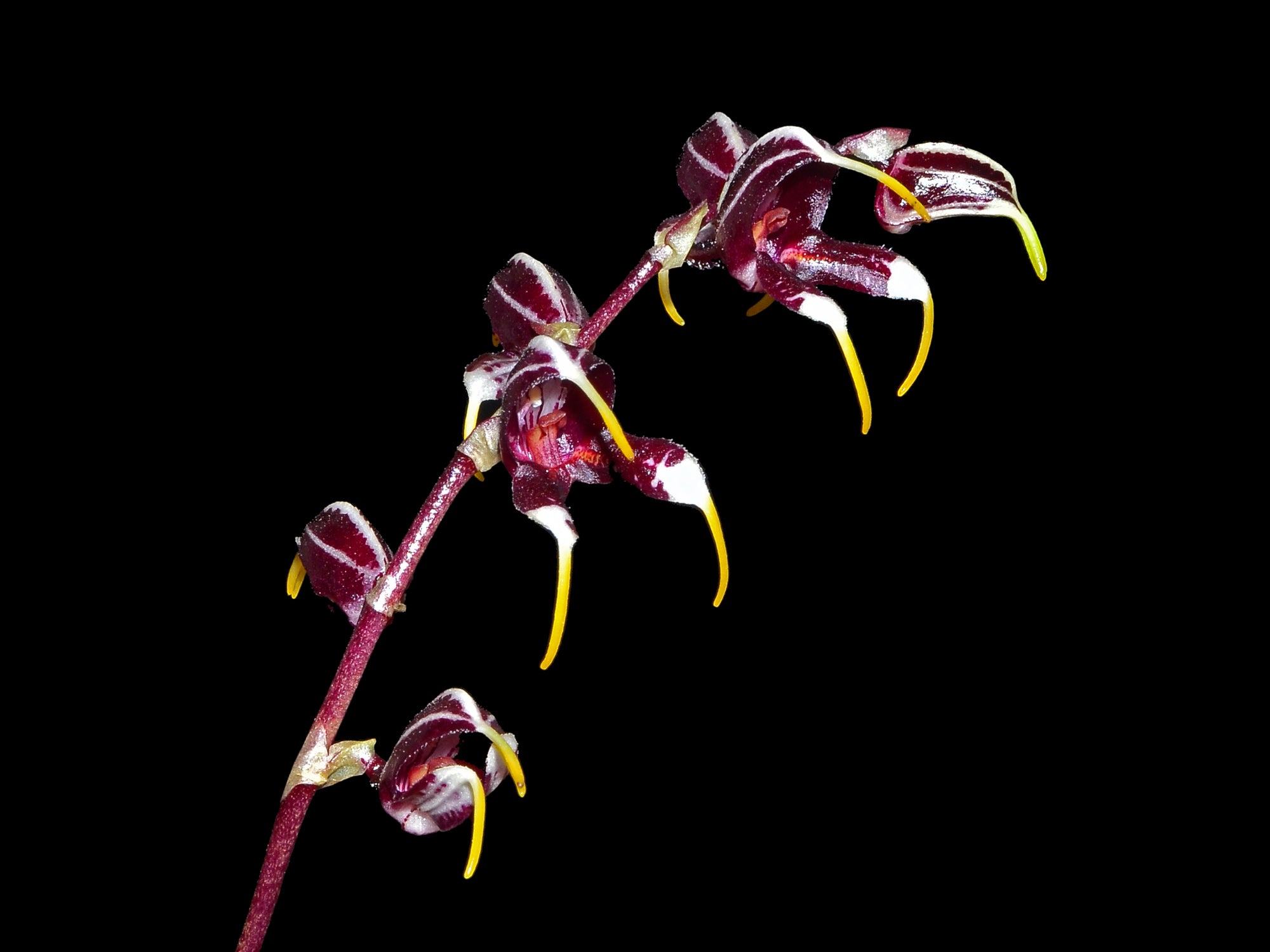 Masdevallia pachyura 'Black Panther'