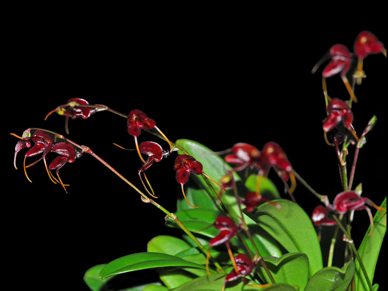 Masdevallia pachyura red