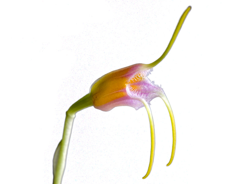 Masdevallia paivaeana