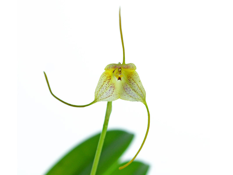 Masdevallia pandurilabia