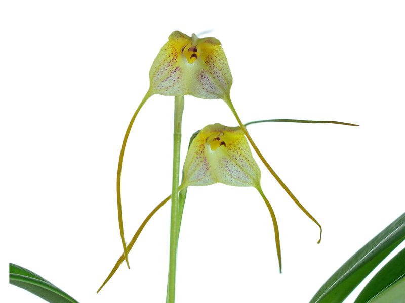Masdevallia pandurilabia