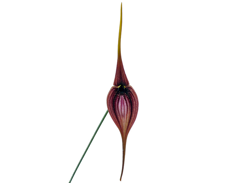 Masdevallia panguiensis