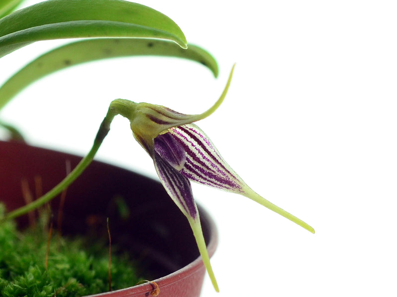 Masdevallia paquishae