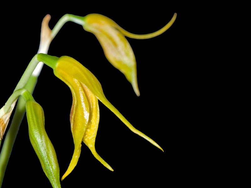 Masdevallia pastinata