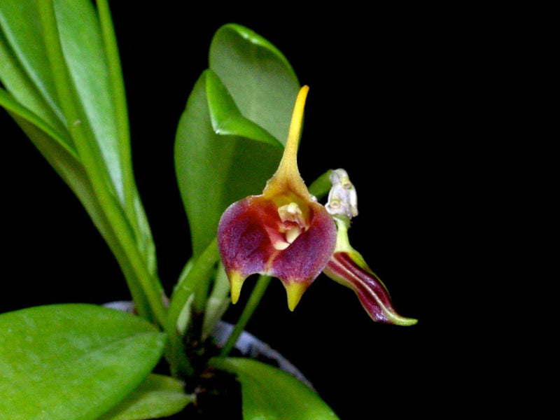 Masdevallia patchicutzae