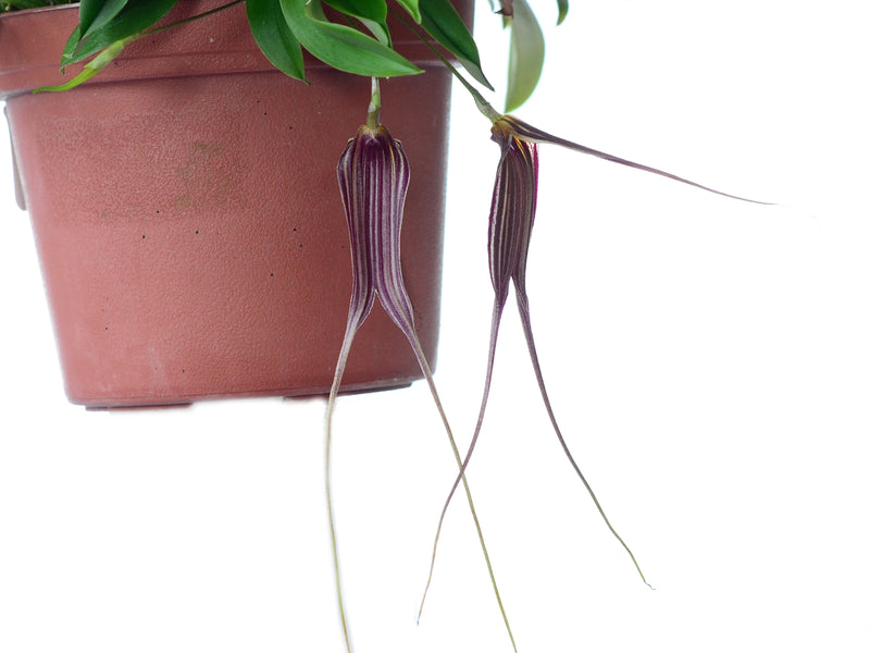 Masdevallia patula