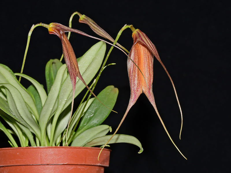 Masdevallia patula