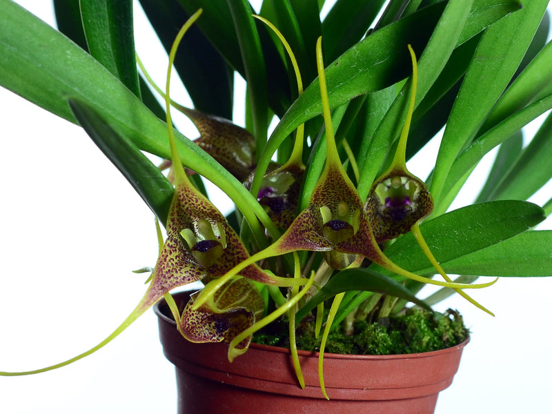 Masdevallia peristeria (Big)