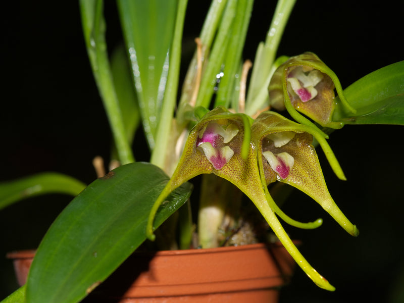 Masdevallia peristeria
