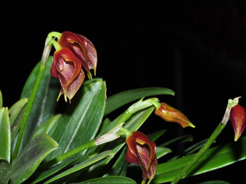 Masdevallia phoebe