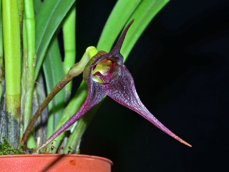 Masdevallia picea