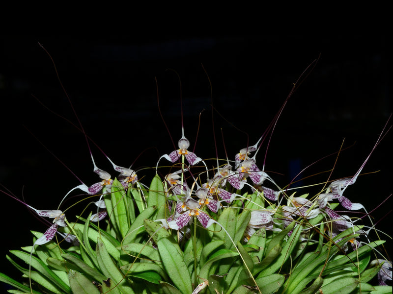 Masdevallia picturata