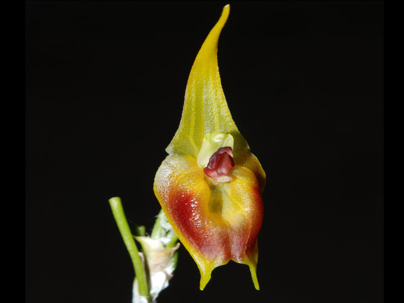 Masdevallia pinocchio