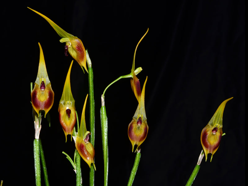 Masdevallia pinocchio